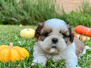 Shih Tzu cani Shihtzu con PEDIGREE ENCI a Città metropolitana di Milano - Annuncio 12