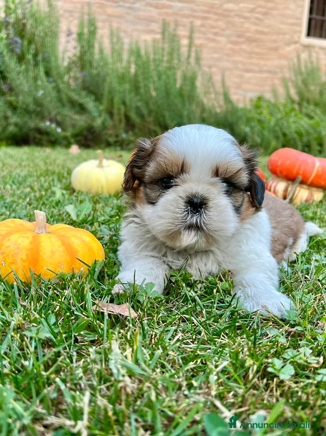 Shih Tzu cani in vendita: Shihtzu con PEDIGREE ENCI a Città metropolitana di Milano - Annuncio 1