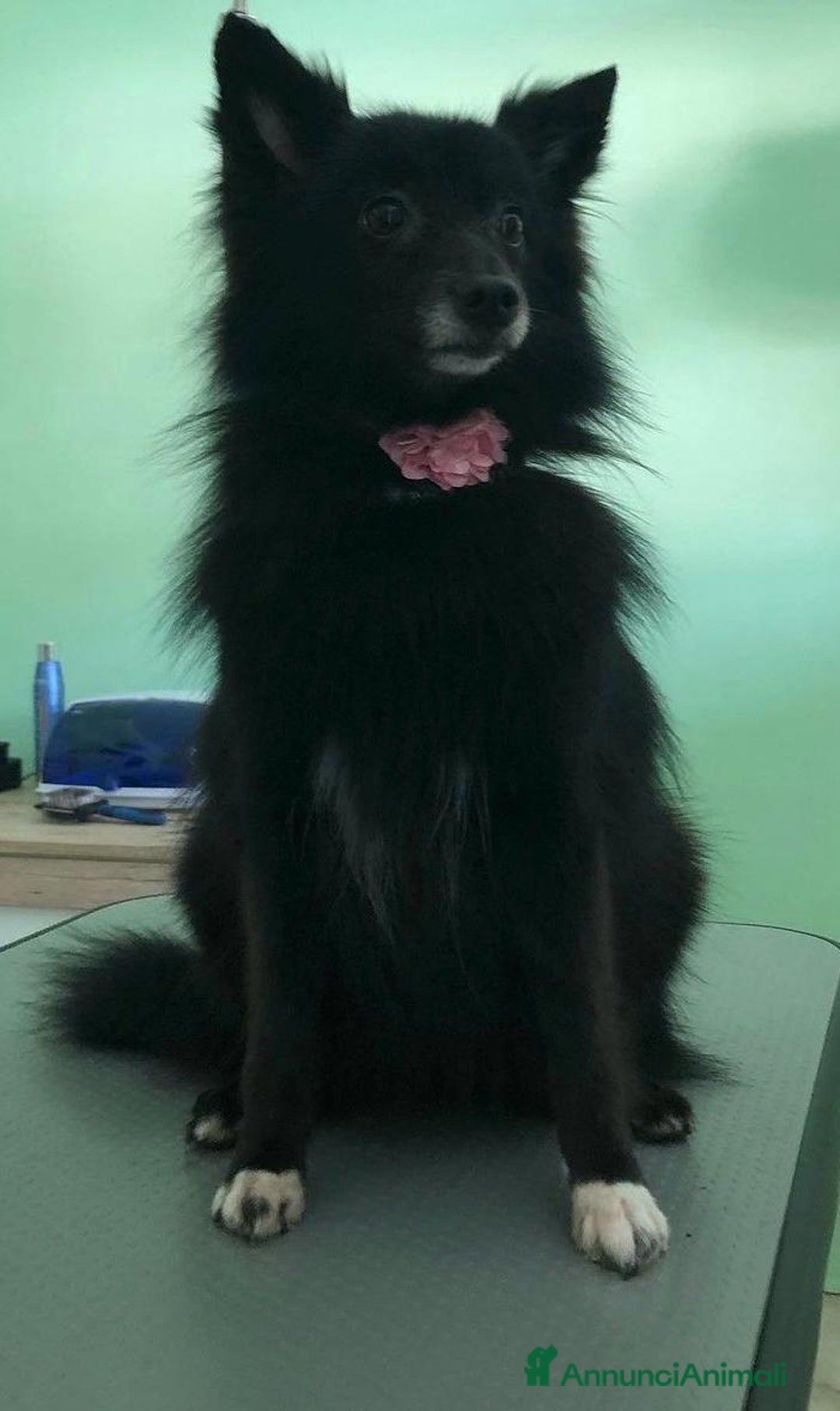 Spitz cani in vendita: Vendo cucciolo di spitz tedesco maschio  - Annuncio 6