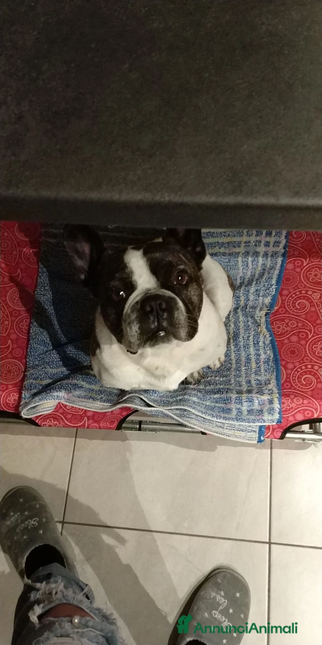 Bulldog Francese cani in regalo: Bull 11 anni regalo  a Città Metropolitana di Torino - Annuncio 3