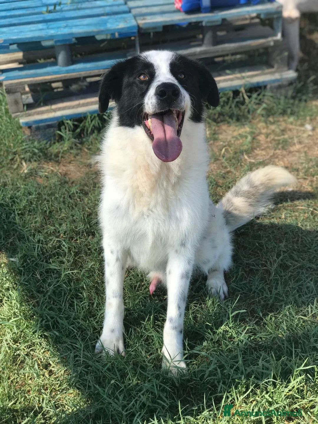 Meticcio cani in regalo: BUFFALO, CHE TIPO SIMPATICO a Provincia di Latina - Annuncio 2