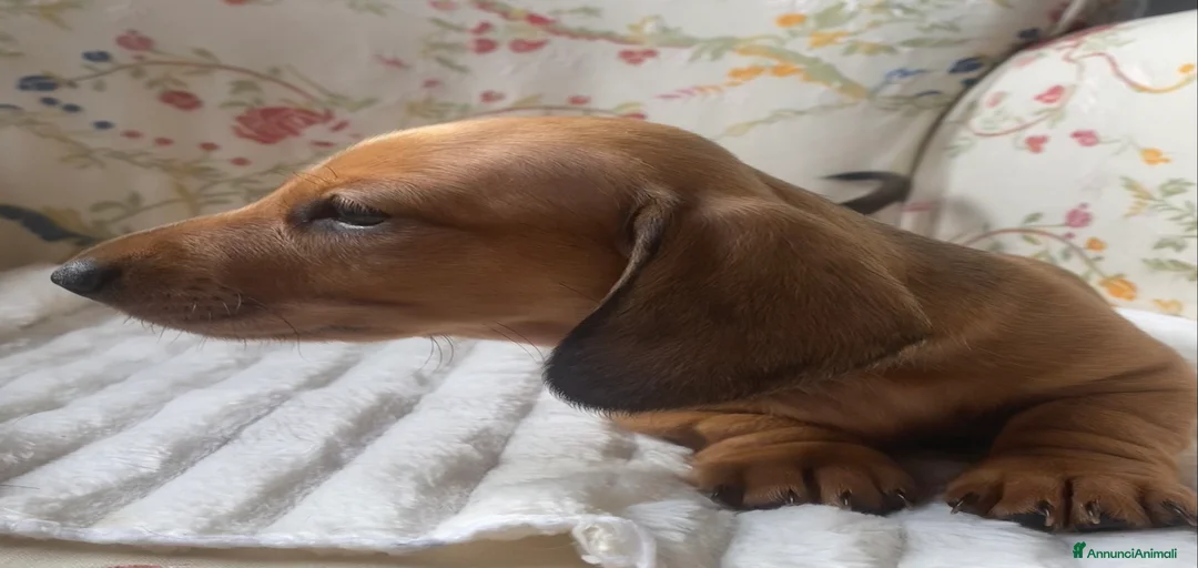 Immagine della galleria {{count}}