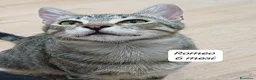 Altre razze gatti in regalo: Gattini destinati alla colonia a Provincia di Ferrara - Annuncio 3