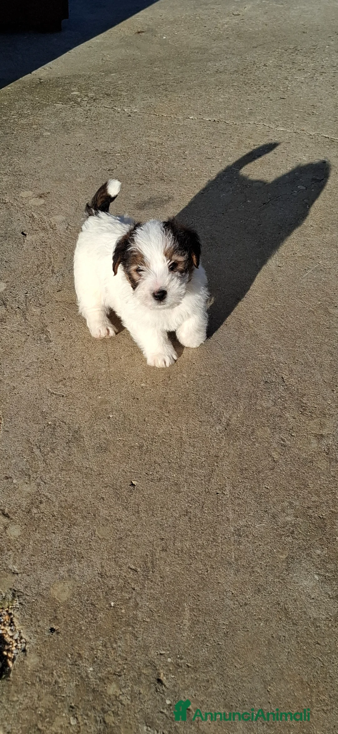 Jack Russell cani in vendita: Cucciolo Jack Russell pelo ruvido  - Annuncio 4