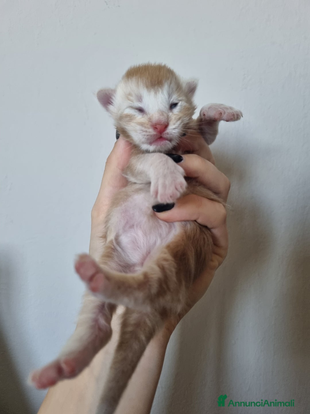 Maine Coon gatti in vendita: Prenotazioni Aperte - Cuccioli di Maine Coon! a Provincia di Cuneo - Immagine 4