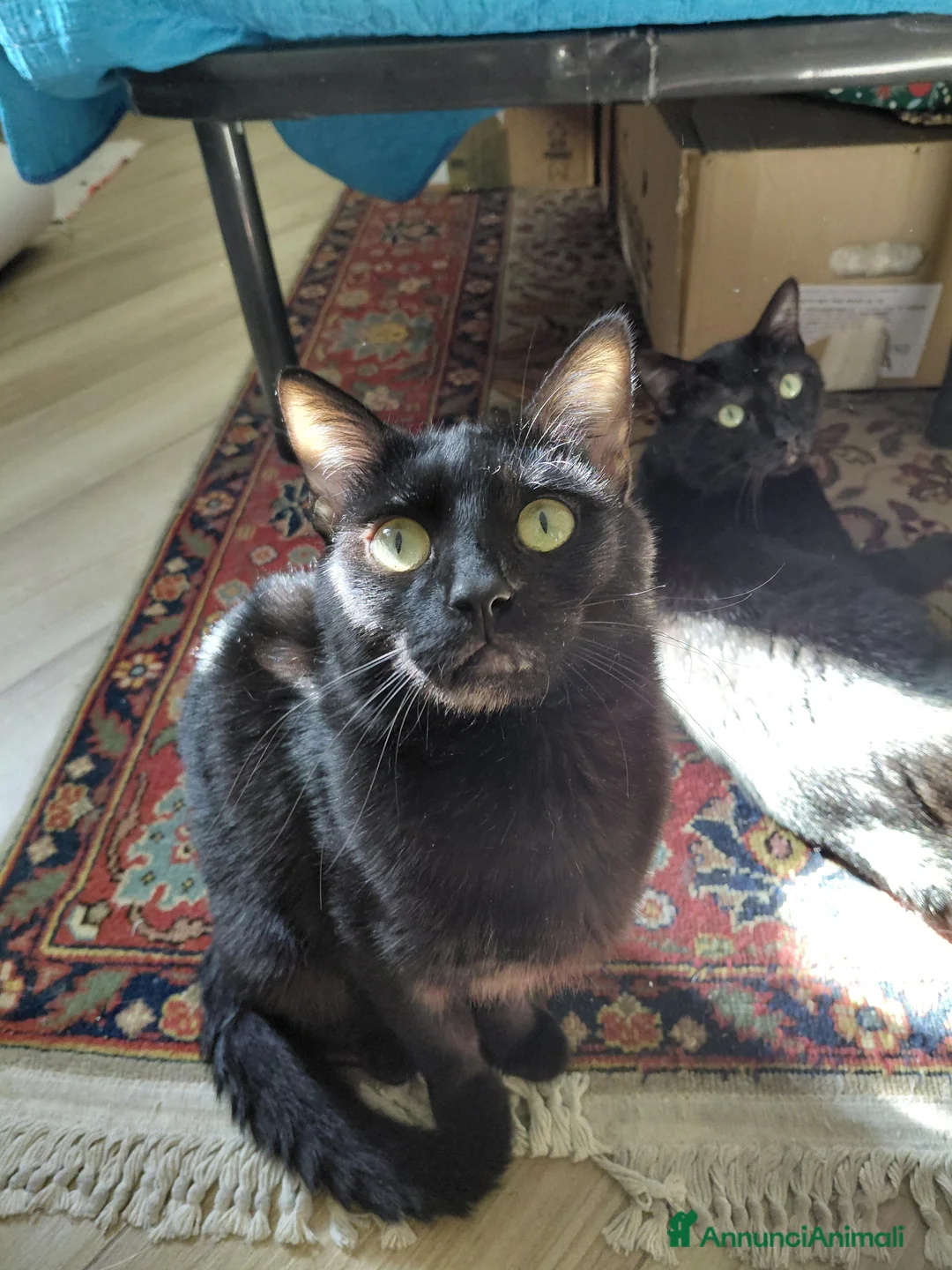 Europeo gatti in regalo: Gattino nero - Annuncio 2