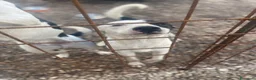 Meticcio cani in regalo: Gypsy peperina dal cuore grande - Annuncio 3