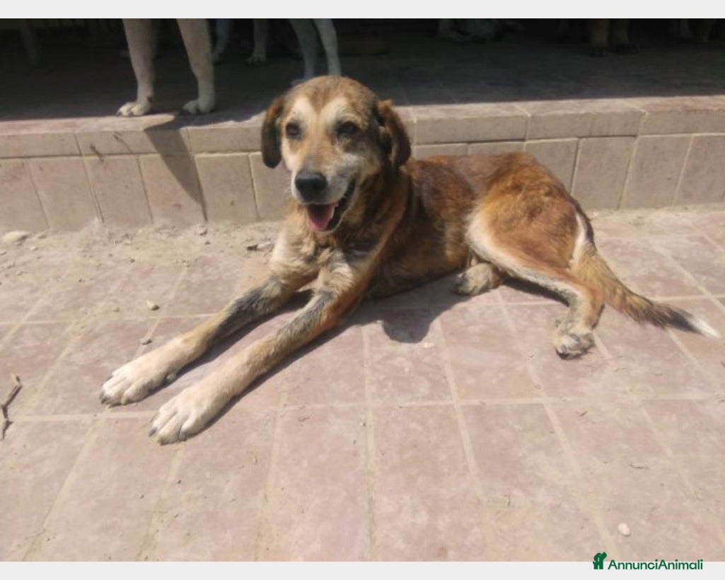 Meticcio cani Lo volevano avvelenare,salvato,salito a BOLOGNA a Bologna - Annuncio 29