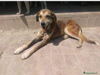 Meticcio cani Lo volevano avvelenare,salvato,salito a BOLOGNA a Bologna - Annuncio 41