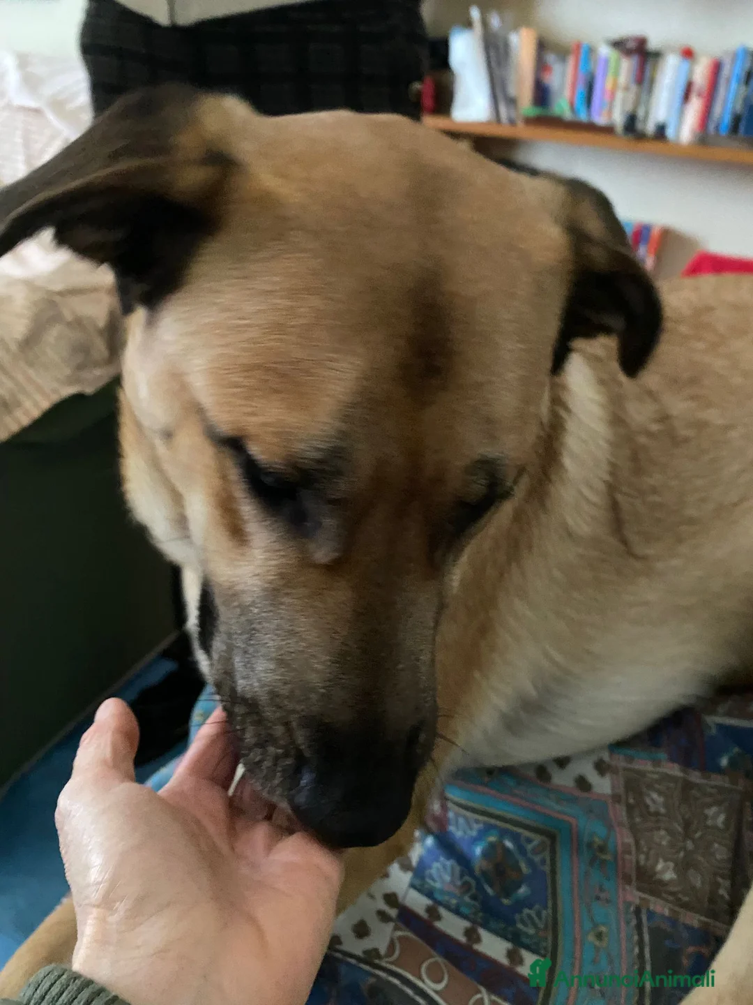 Meticcio cani in regalo: Una nuova famiglia per Carmen - Annuncio 2