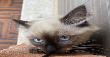 Siberiano gatti a Provincia di Forlì-Cesena - Annuncio 4