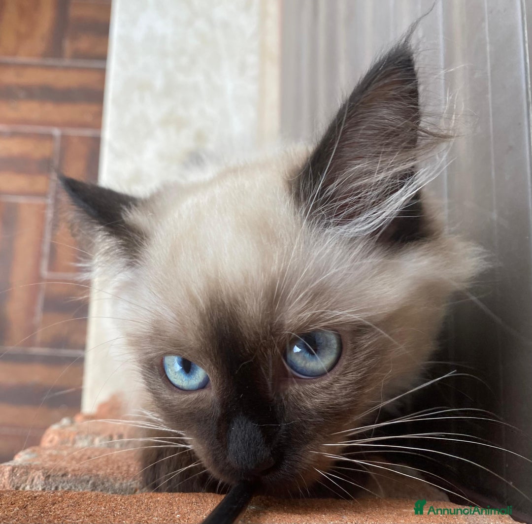 Siberiano gatti in vendita: Gatti cuccioli Siberiani ipoallergenici a Provincia di Forlì-Cesena - Immagine 3