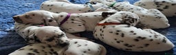 Dalmata cani in vendita: Cuccioli di razza dalmata alta genealogia - Annuncio 1