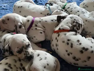 Dalmata cani Cuccioli di razza dalmata alta genealogia - Annuncio 2