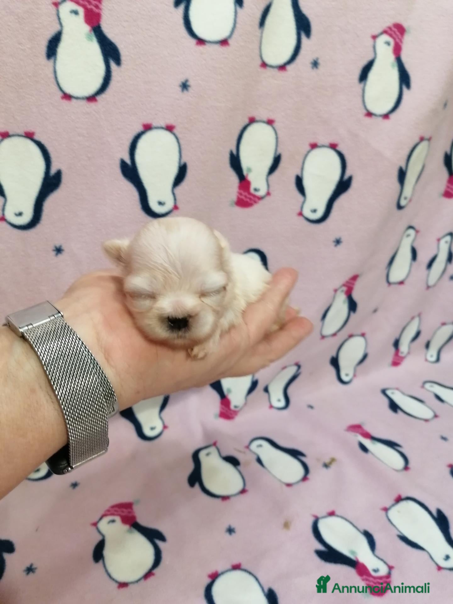 Shih Tzu cani Shih Tzu cucciola bianca - Annuncio 11