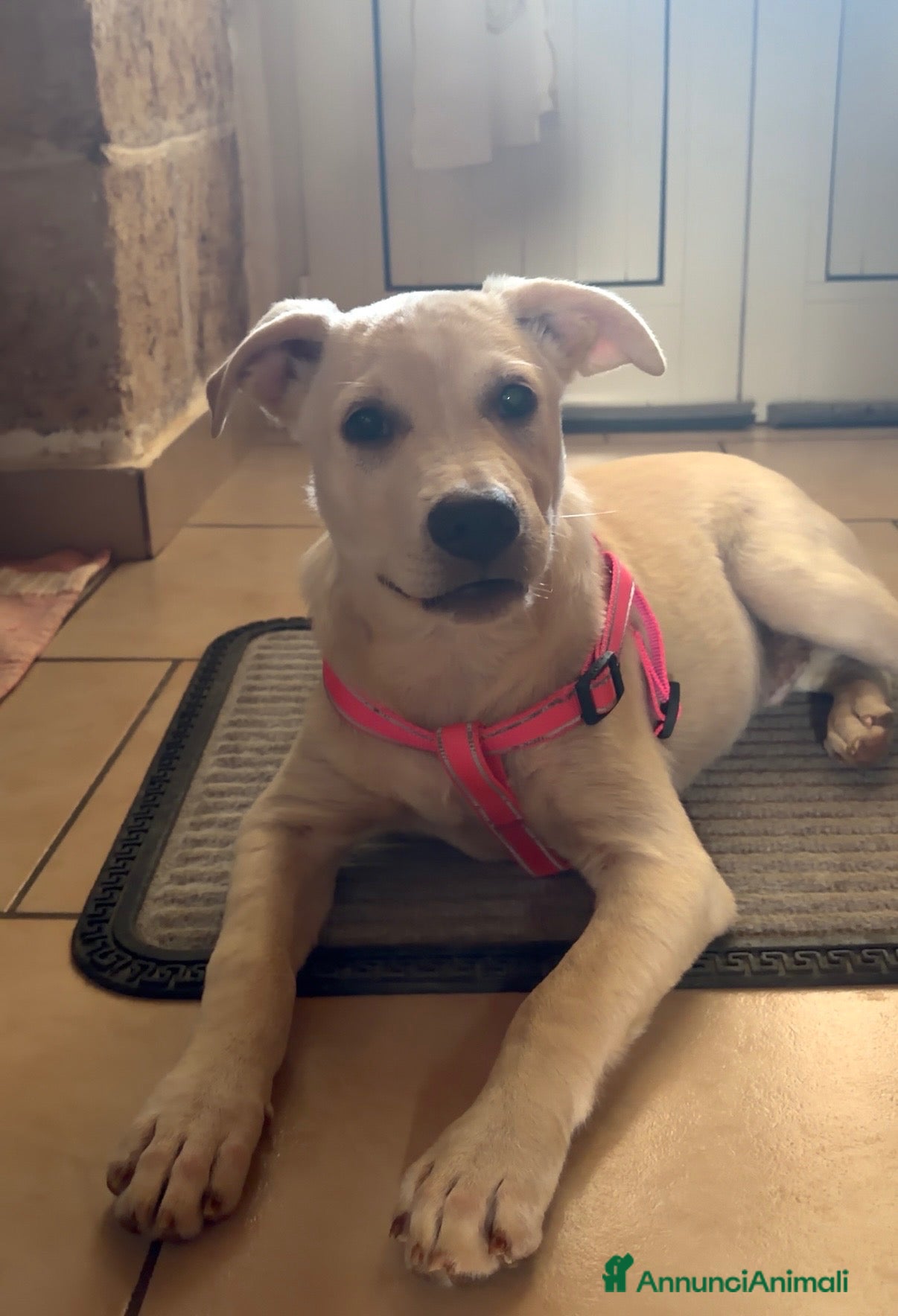 Meticcio cani 🐾 CERCASI CASA PER LA VITA! 🐾 - Annuncio 5