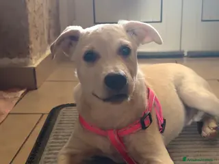 Meticcio cani 🐾 CERCASI CASA PER LA VITA! 🐾 - Annuncio 5