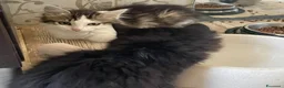 Europeo gatti in regalo: GATTINI pelo lungo - Annuncio 4