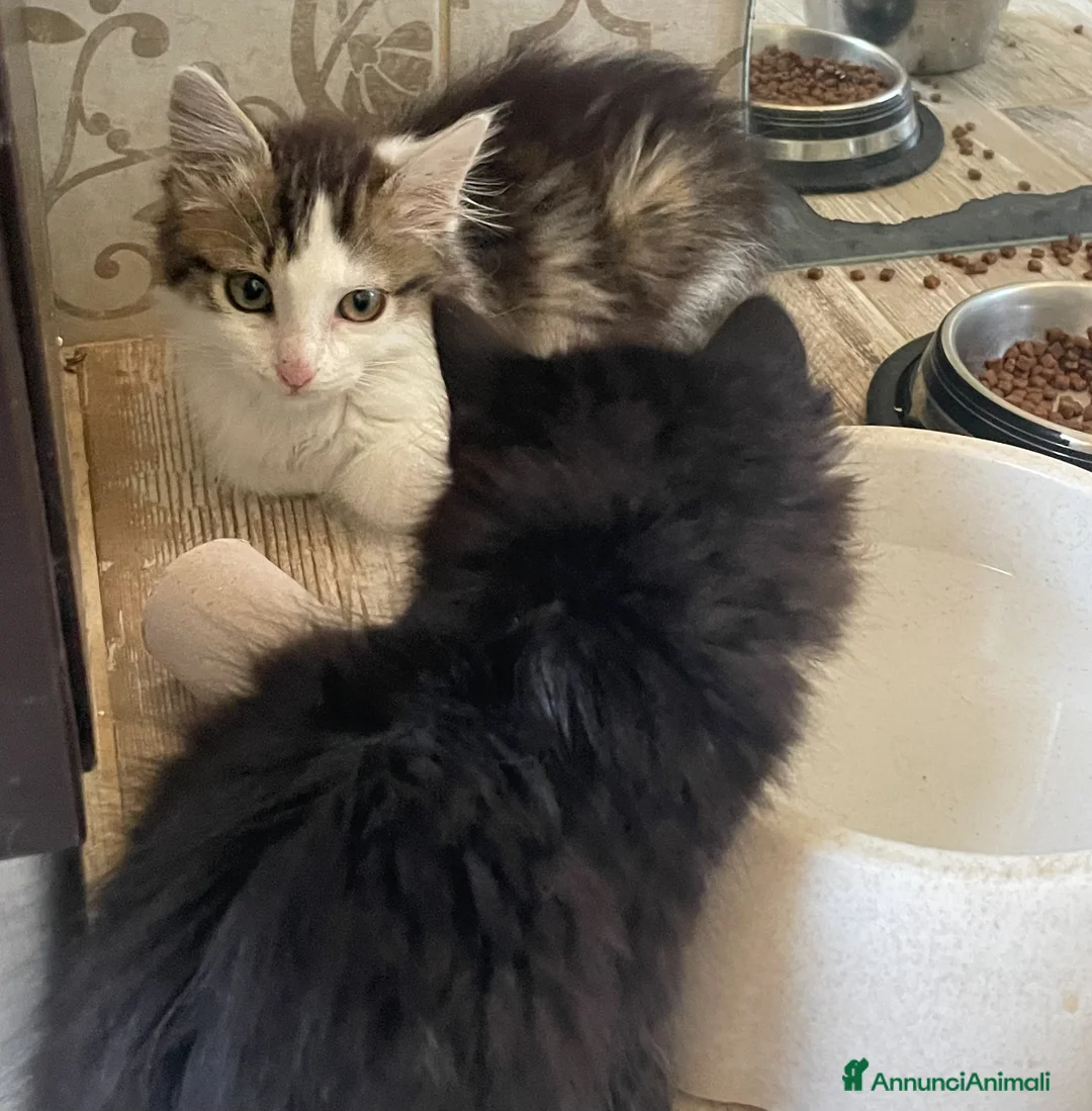 Europeo gatti in regalo: GATTINI pelo lungo - Annuncio 4