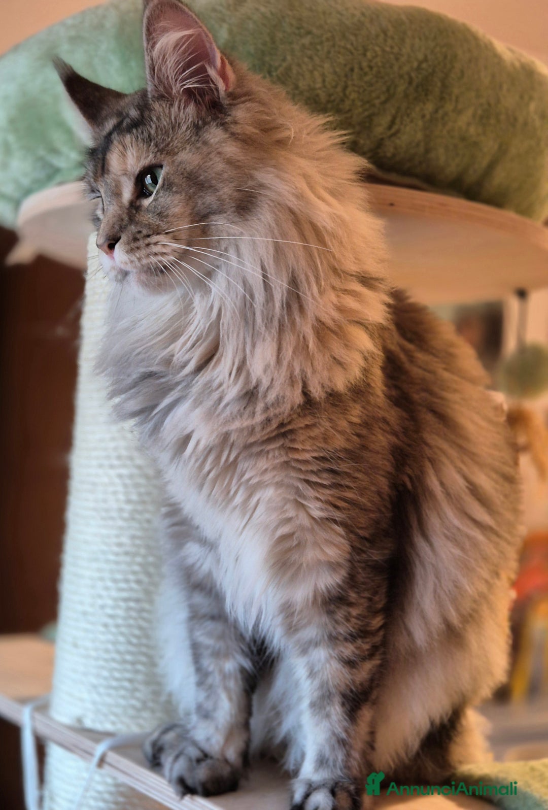 Maine Coon gatti in vendita: Cucciole maine coon - Annuncio 3