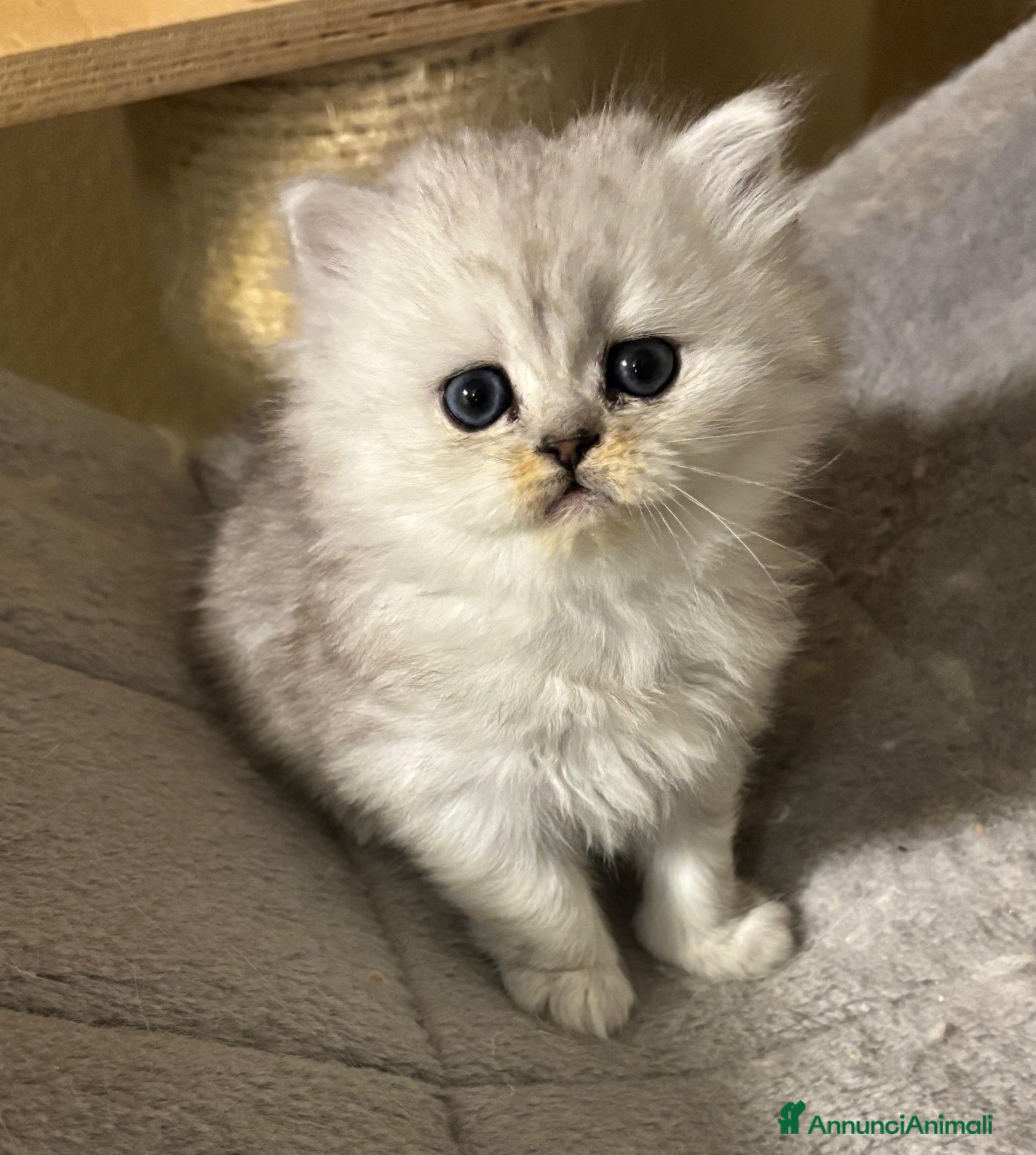 Persiano gatti Gattini cuccioli persiano - Annuncio 3