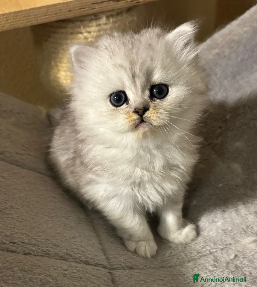 Persiano gatti in vendita: Gattini cuccioli persiano - Annuncio 1