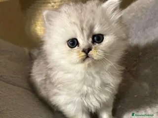 Persiano gatti Gattini cuccioli persiano - Annuncio 3