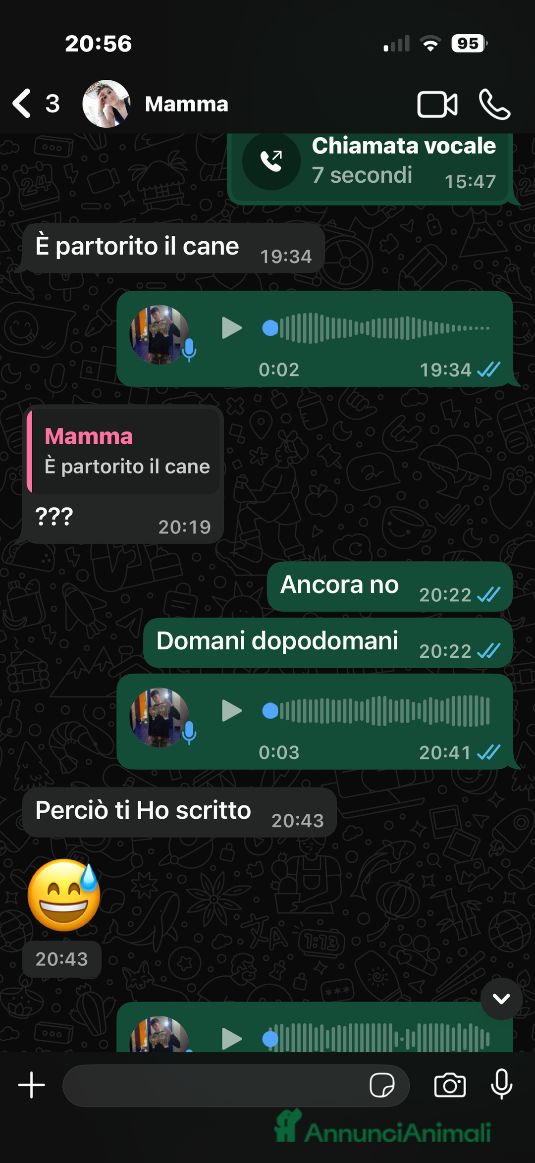 Dobermann cani in vendita: Cuccioli di dobermann - Annuncio 4