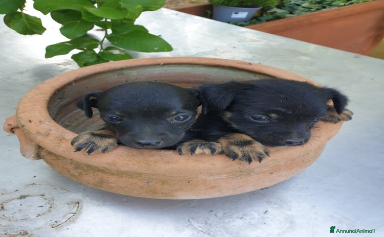 Meticcio cani a Provincia di Latina - Annuncio 17