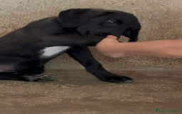 Meticcio cani in regalo: Giusy, cucciolona dolcissima e affettuosissima a Provincia di Modena - Immagine 11