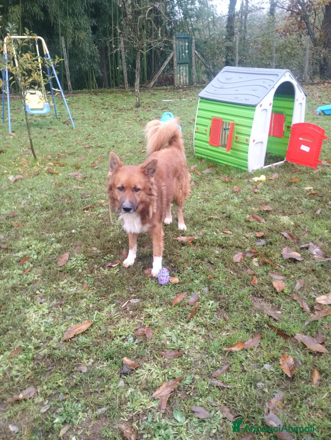 Meticcio cani in regalo: DANKON a Città metropolitana di Roma Capitale - Annuncio 2