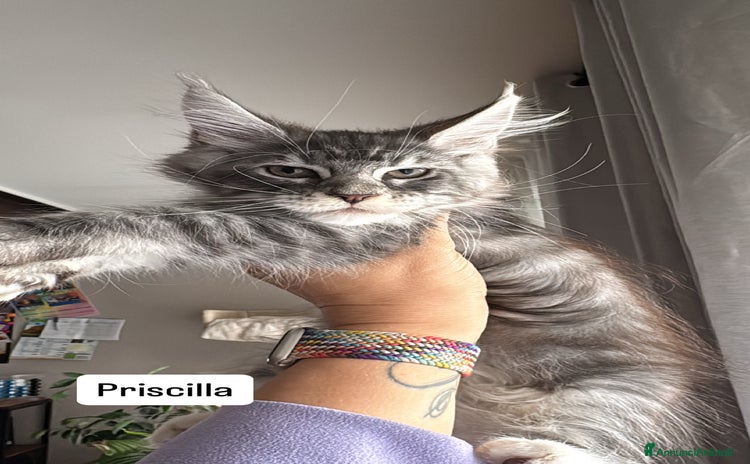 Maine Coon gatti Cucciola Maine coon  - Annuncio 10