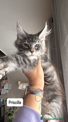 Maine Coon gatti Cucciola Maine coon - Annuncio 10