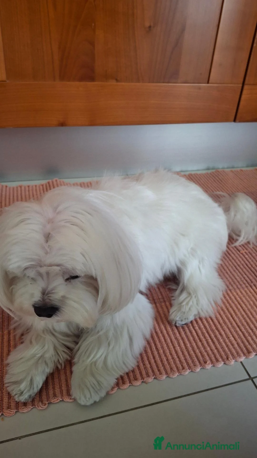 Maltese cani per accoppiamento: Maltese maschio per accoppiamento a Libero consorzio comunale di Ragusa - Annuncio 2