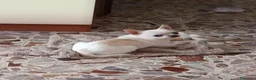 Chihuahua cani per accoppiamento: chihuahua per monta - Annuncio 16