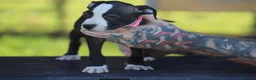 Pitbull cani in vendita: Cuccioli Pit Bull con pedigree anche a rate - Annuncio 4