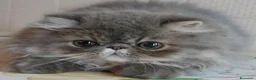Persiano gatti in vendita: Cucciolo gatto persiano  - Annuncio 6