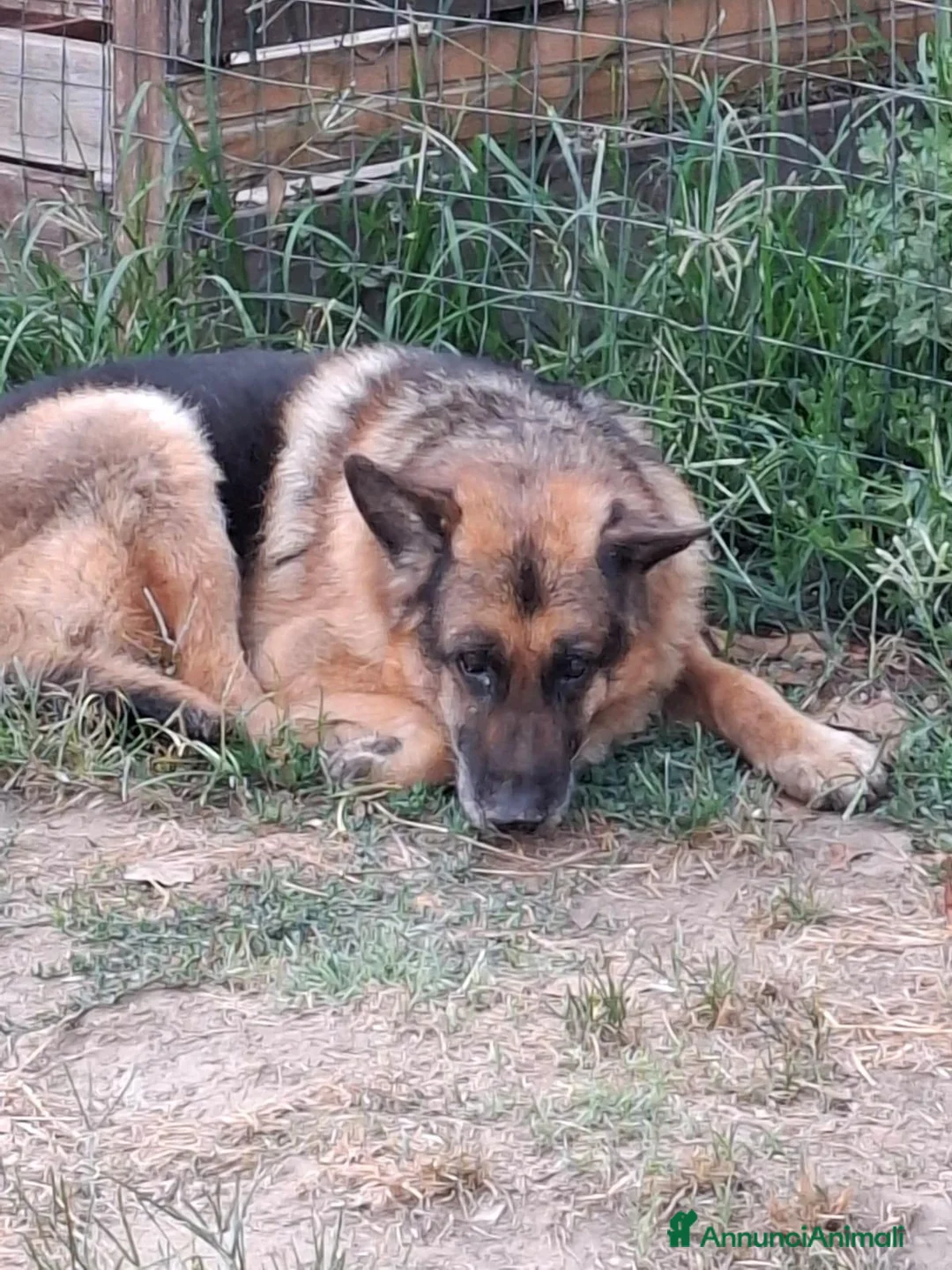 Meticcio cani in regalo: PASTORE TEDESCO DI 13 ANNI a Provincia di Siena - Annuncio 3