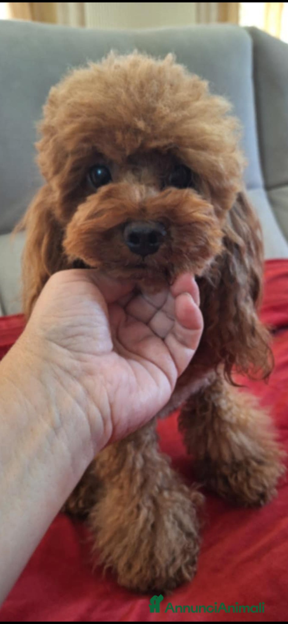 Barboncino Toy cani Barb9ncino mini toy - Annuncio 23