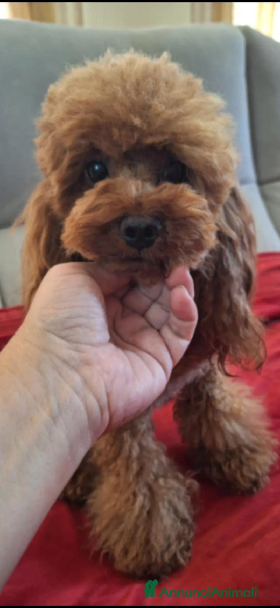 Barboncino Toy cani in vendita: Barb9ncino mini toy - Annuncio 1