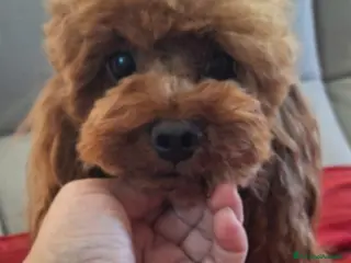 Barboncino Toy cani Barb9ncino mini toy - Annuncio 23