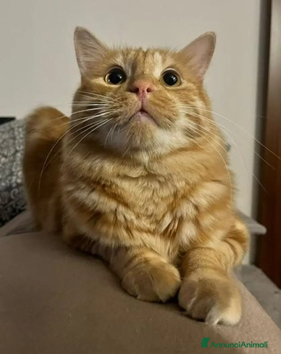Europeo gatti in regalo: ELVIS - 4 ANNI DOLCISSIMO a Città metropolitana di Milano - Annuncio 2
