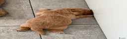 Golden Retriever cani in vendita: Cuccioli di golden retriever  - Annuncio 8
