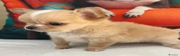 Chihuahua cani in vendita: Chihuahua mini  - Annuncio 5