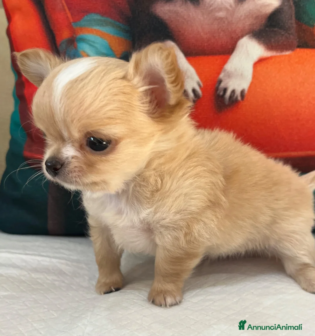 Chihuahua cani in vendita: Chihuahua mini  - Annuncio 5