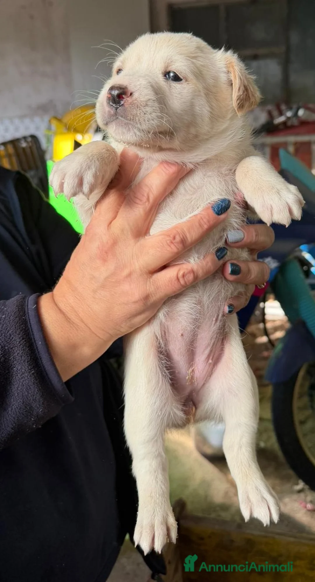 Meticcio cani in regalo: NEVE ed i suoi fratellini - Annuncio 1