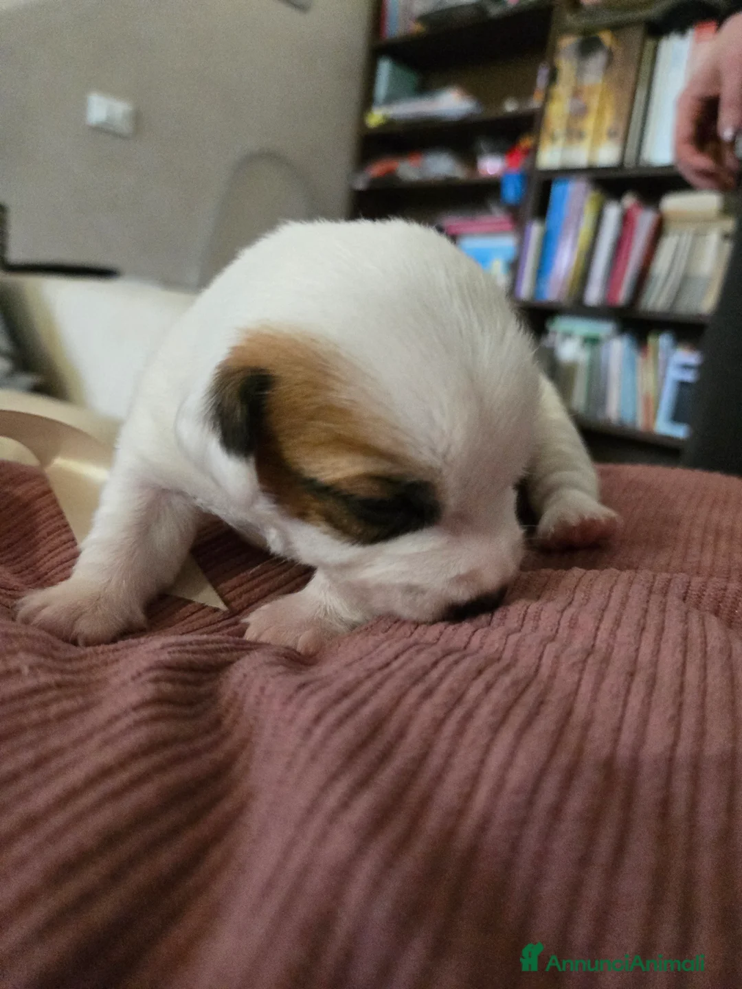 Jack Russell cani in vendita: Cuccioli Jack russell terrier - Annuncio 24