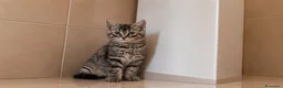Europeo gatti in regalo: Due gattini di due mesi - Annuncio 5