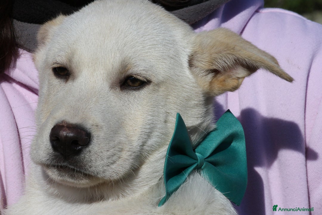 Meticcio cani in regalo: Joy stupendo cucciolo in attesa di una famiglia - Annuncio 3