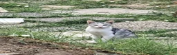 Meticcio gatti in regalo: 3mici 3mesi e 1/2( e mamma) da salvare! VOGHERA PV - Annuncio 3
